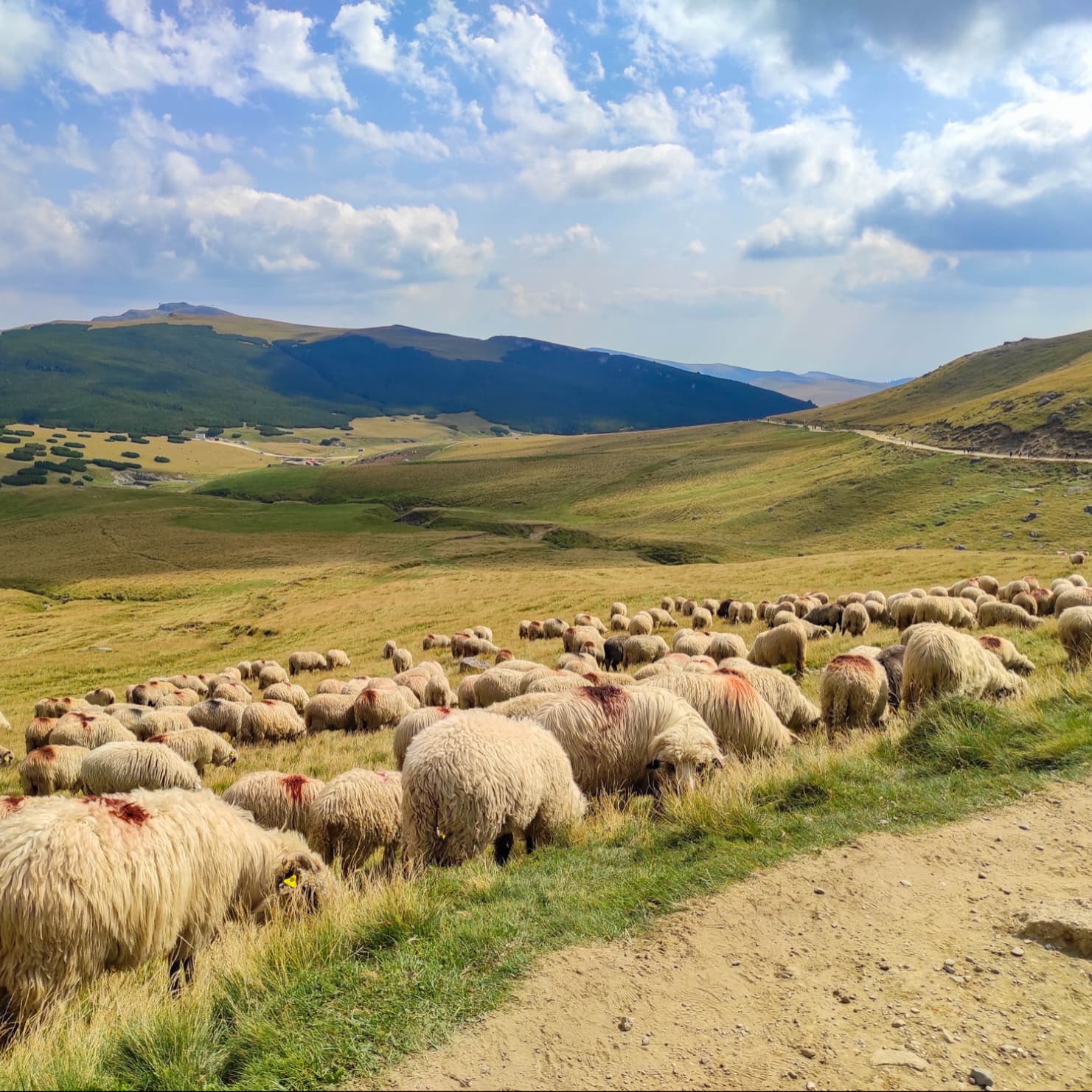 RoMontana – Asociația Națională pentru Dezvoltare Rurală și Montană.