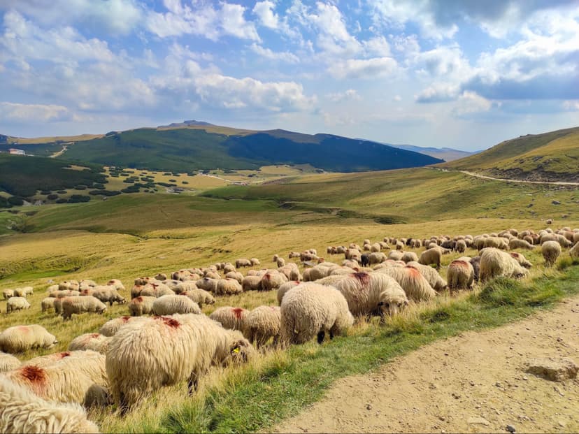 ROMONTANA, partener în proiectul Erasmus+ SHEP4ECO pentru viitorul păstoritului și al serviciilor ecosistemice în zonele montane europene – 1